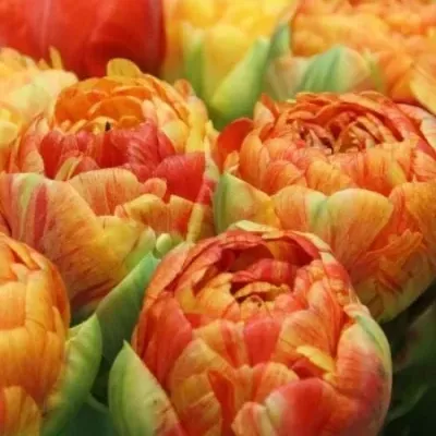 Tulipán DU GUDOSHNIK DOUBLE