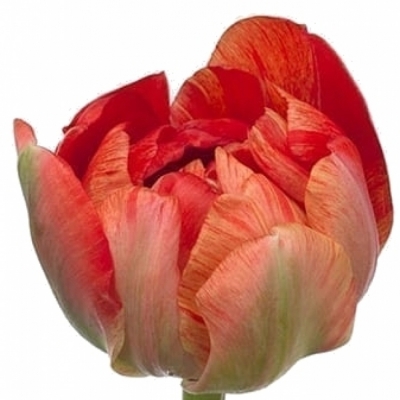 Tulipán DU GUDOSHNIK DOUBLE 40cm/52g