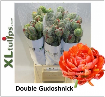 Tulipán DU GUDOSHNIK DOUBLE