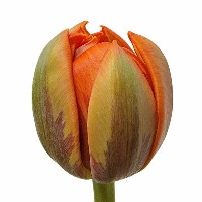 Tulipán DU HERMITAGE DOUBLE 34cm/34g