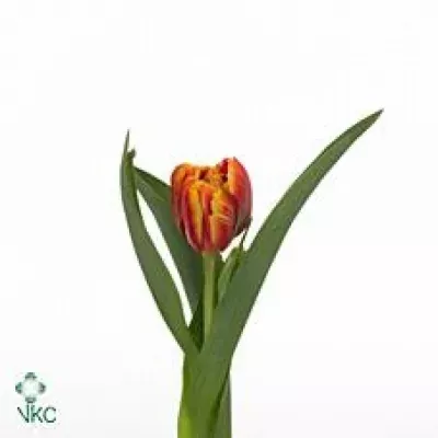 Tulipán DU HIGH ROLER