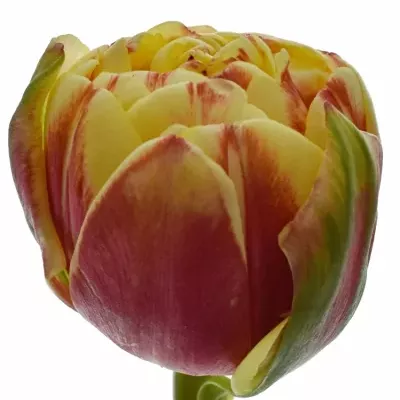 Tulipán DU HORIZON 35cm/22g