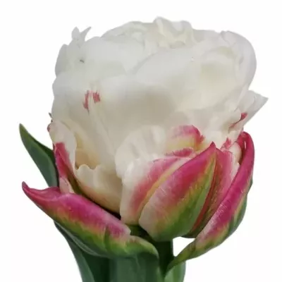 Tulipán DU ICE CREAM 34cm/60g
