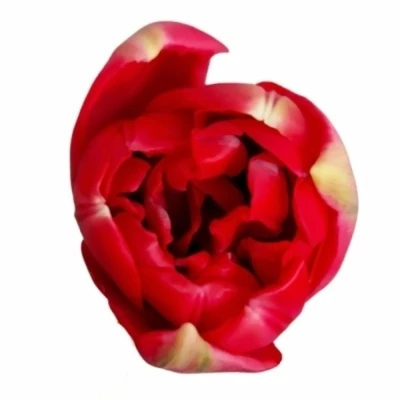 Tulipán DU ILE D´AMOUR