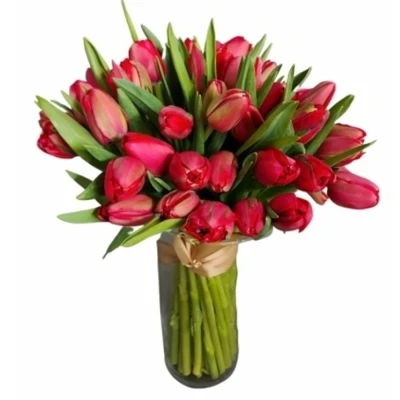 Tulipán DU ILE D´AMOUR