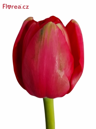 Tulipán DU ILE D´AMOUR