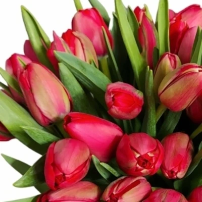 Tulipán DU ILE D´AMOUR