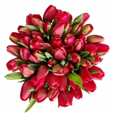 Tulipán DU ILE D´AMOUR