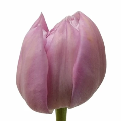 Tulipán DU KATINKA 35cm/28g