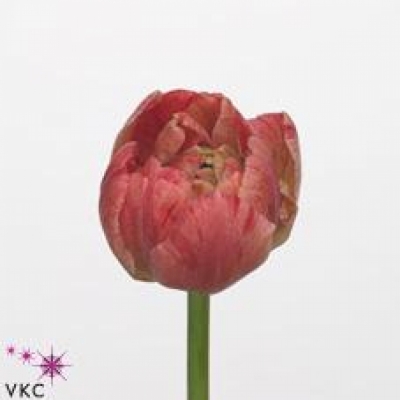 Tulipán DU LIBRETTO DOUBLE 30cm/26g