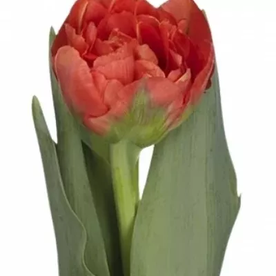 TULIPÁN DU LIMERICK  50cm/100g EXTRA