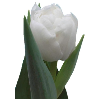 Tulipán DU MAIKO SAN 30 cm / 36 g