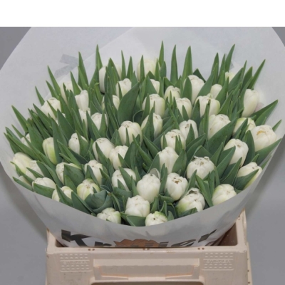 Tulipán DU MAIKO SAN