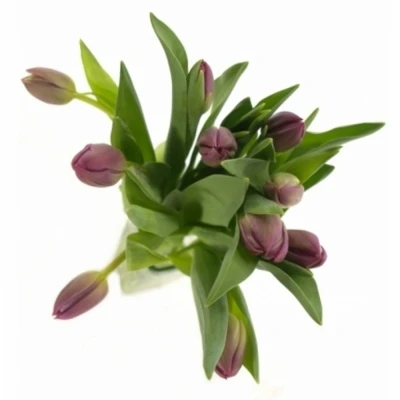 Tulipán DU MARGARITA