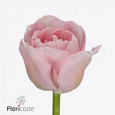 Tulipán DU MARIAGE 36cm/38g