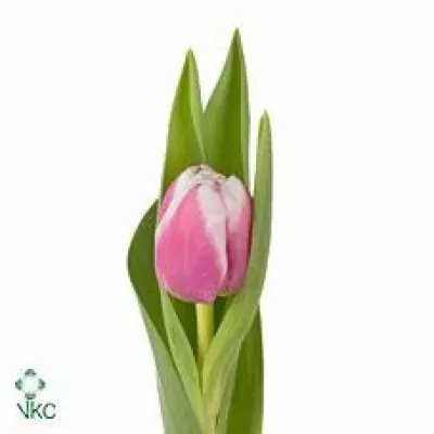 Tulipán DU MELROSE 60cm/35g