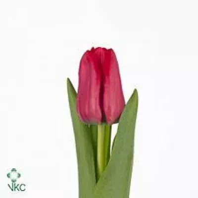 Tulipán DU MONDEO 35cm/40g