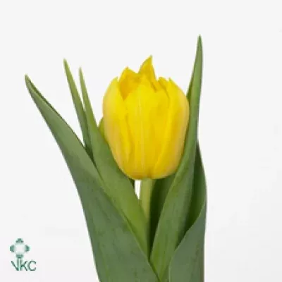 Tulipán DU MONTE CARLO 35cm/25g