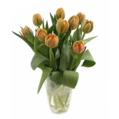 Tulipán DU MONTE ORANGE