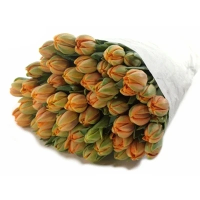 Tulipán DU MONTE ORANGE