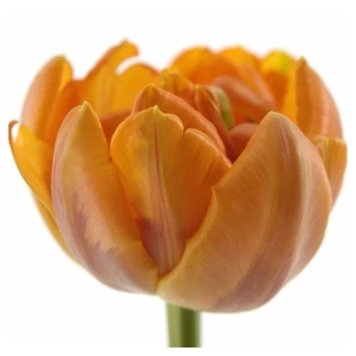 Tulipán DU MONTE ORANGE 34 cm / 34 g
