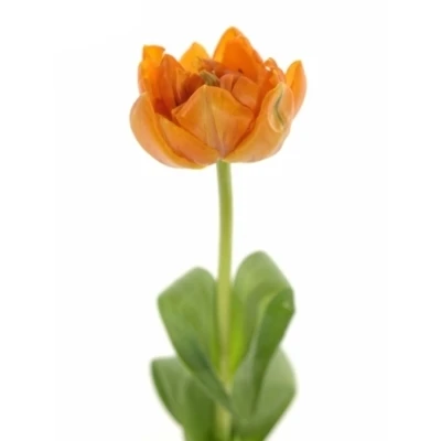 Tulipán DU MONTE ORANGE