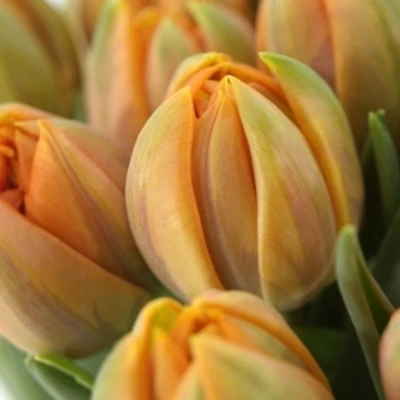 Tulipán DU MONTE ORANGE