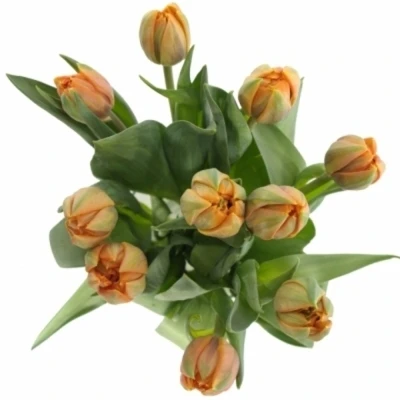 Tulipán DU MONTE ORANGE