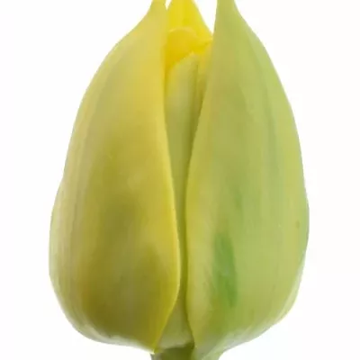 Tulipán DU NIKON 35cm/34g