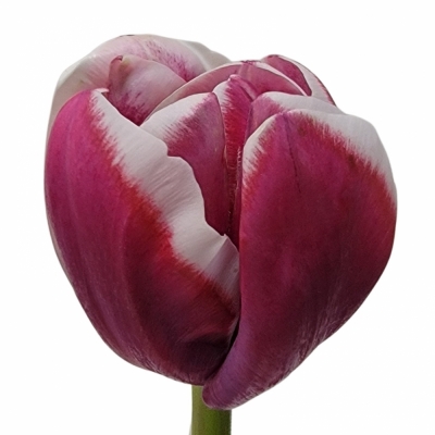 Tulipán DU PALERMO 35cm/26g