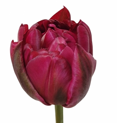 Tulipán DU PALMYRA 40cm/37g