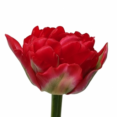 Tulipán DU PAMPLONA 40cm/46g