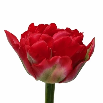 Tulipán DU PAMPLONA 