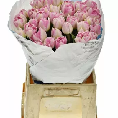 Tulipán DU PINKSIZE 43cm/56g