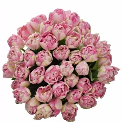 Tulipán DU PINKSIZE 43cm/56g