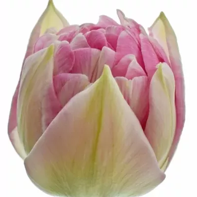 Tulipán DU PINKSIZE 43cm/56g