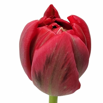 Tulipán DU PROMINENCE DOUBLE 39cm/30g