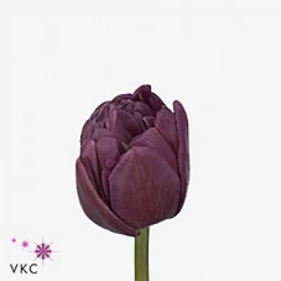 Tulipán DU PURPLE JACKET 36cm28g