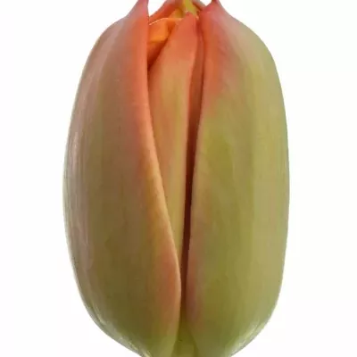 Tulipán DU QUEENSDAY