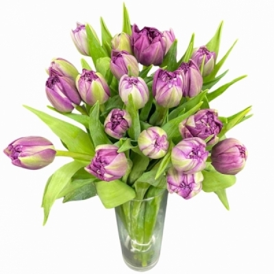 Tulipán DU RESPECTABLE