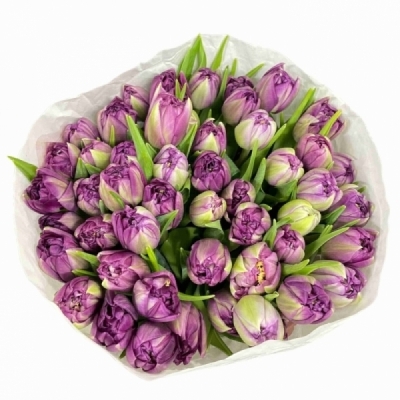 Tulipán DU RESPECTABLE