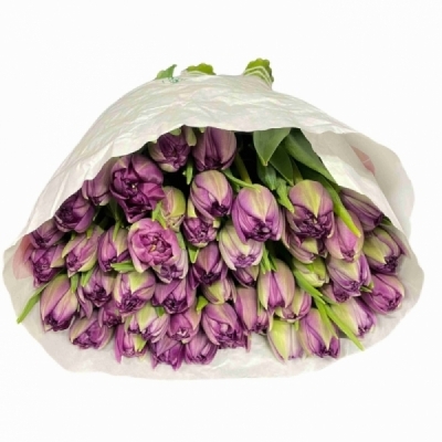 Tulipán DU RESPECTABLE