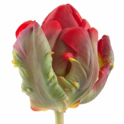 Tulipán DU ROCOCO DOUBLE