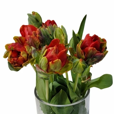 Tulipán DU ROCOCO DOUBLE