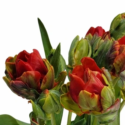 Tulipán DU ROCOCO DOUBLE