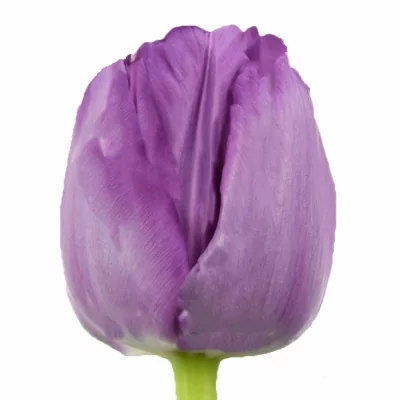 tulipán DU SAIGON 