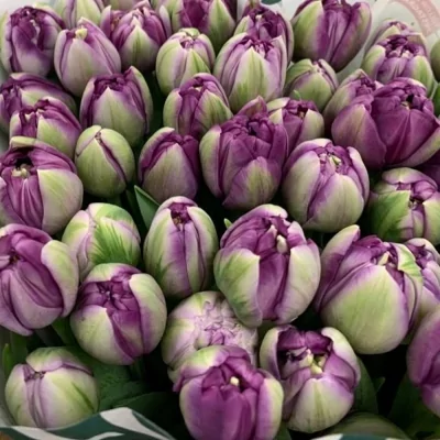 tulipán DU SAIGON 