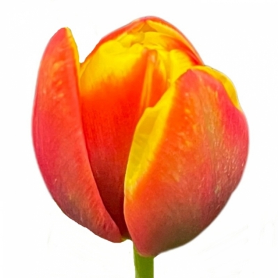 Tulipán DU SHELL