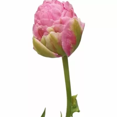 Tulipán DU STRAWBERRY CREAM 