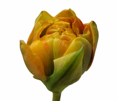 Tulipán DU SUN LOVER 36cm/32g